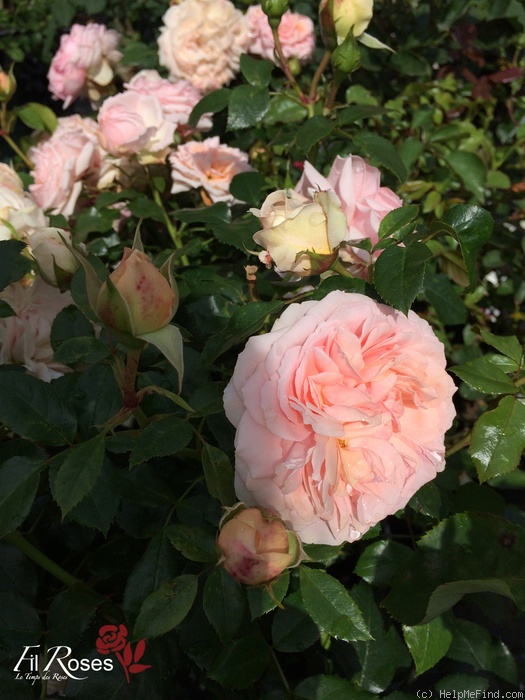 'Garden of Roses ®' rose photo