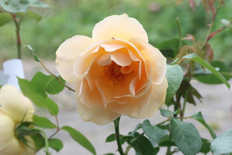 'Indian summer (climber, Scarman, 2010)' rose photo