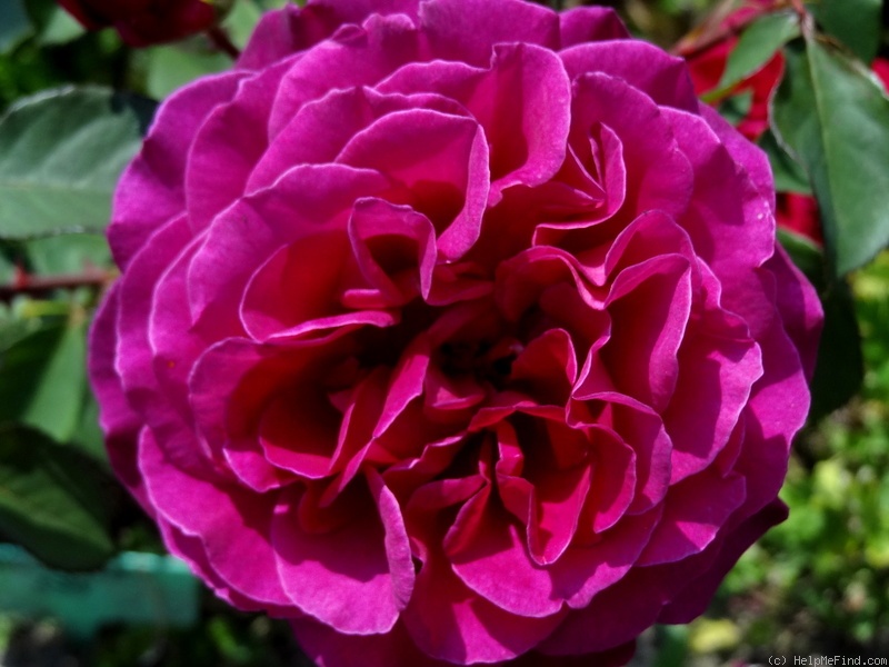 'Blackberry Nip (hybrid tea, Somerfield 1996)' rose photo