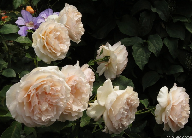 'Roberto Capucci ®' rose photo