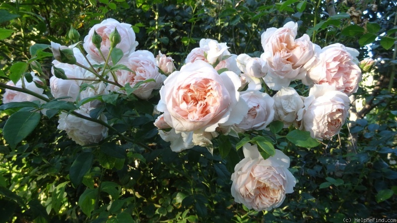 'Eglantyne' rose photo