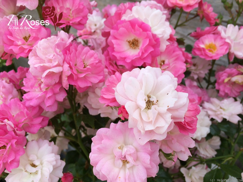 'Satina (patio, Evers/Tantau, 1992)' rose photo