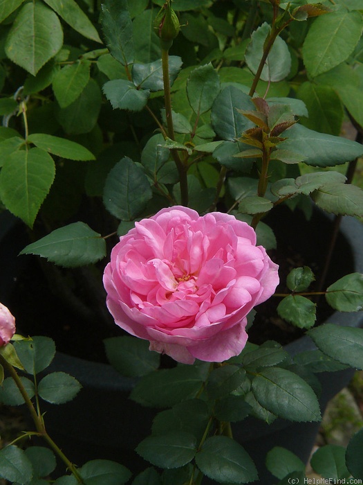 'Gimme Five' rose photo