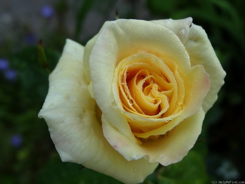 'Prairie Harvest' rose photo