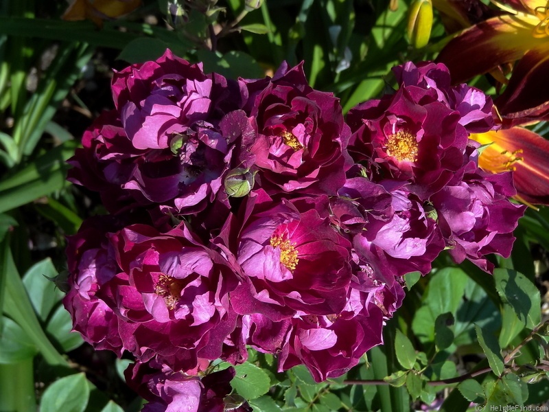 'Cardinal Hume ® (Shrub, Harkness 1982)' rose photo