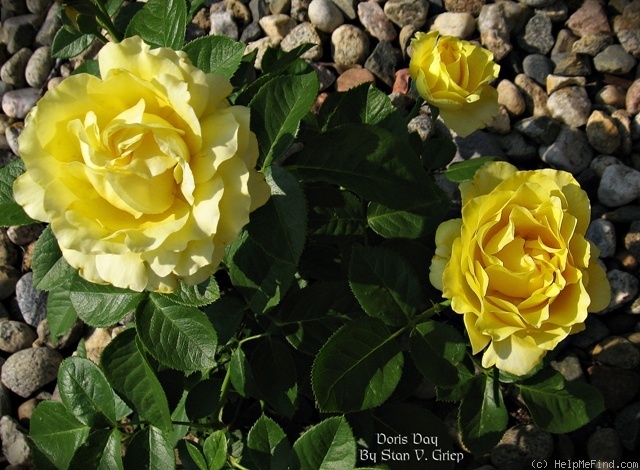 'Doris Day ®' rose photo