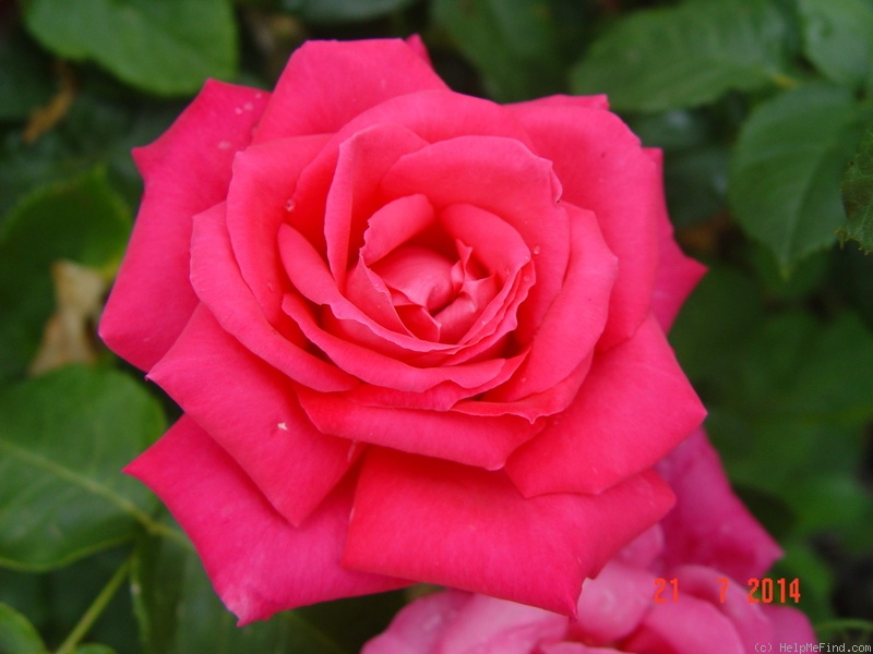 'Maria Callas' rose photo