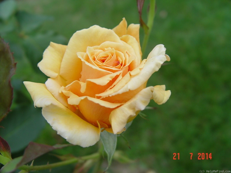 'Valencia ® (hybrid tea, Kordes before 1987)' rose photo