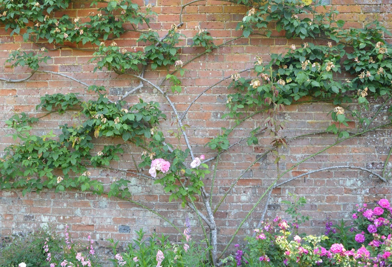 'Lady Waterlow' rose photo