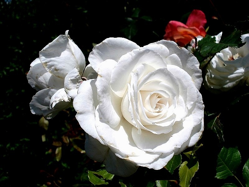 'Annapurna (hybrid tea, Dorieux 2000)' rose photo