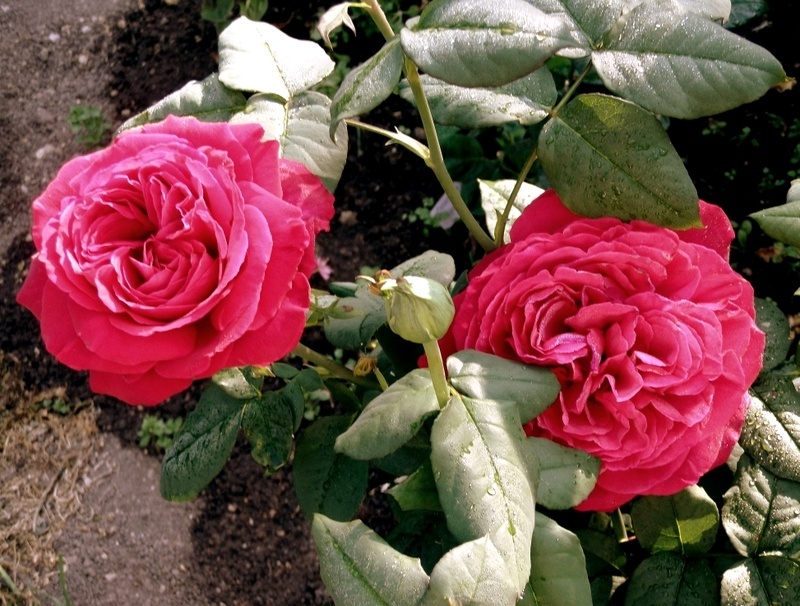 'Gospel ® (hybrid tea, Evers/Tantau, 2002/12)' rose photo