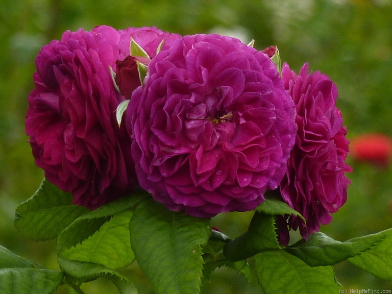 'Purple Lodge' rose photo