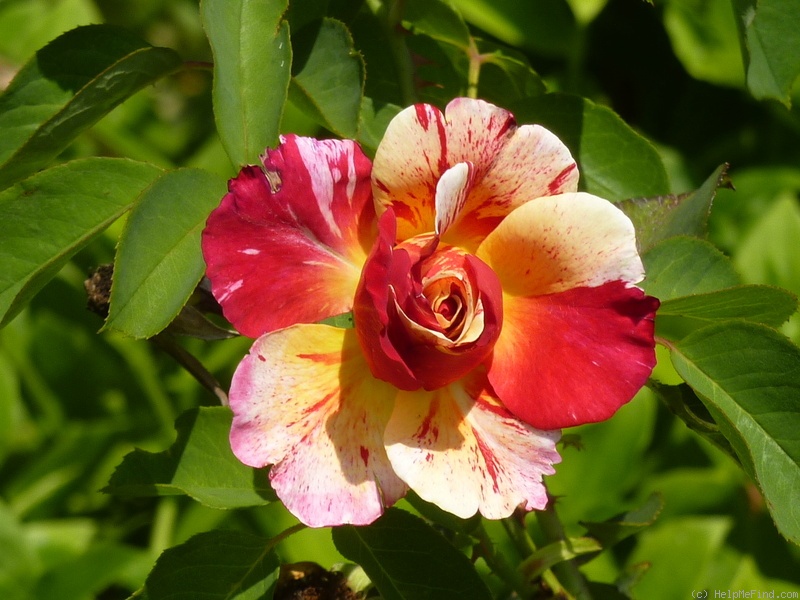 'Maurice Utrillo ™' rose photo