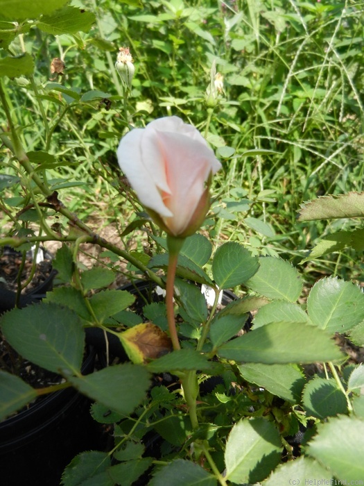 'PRAIRIE DOVE' rose photo