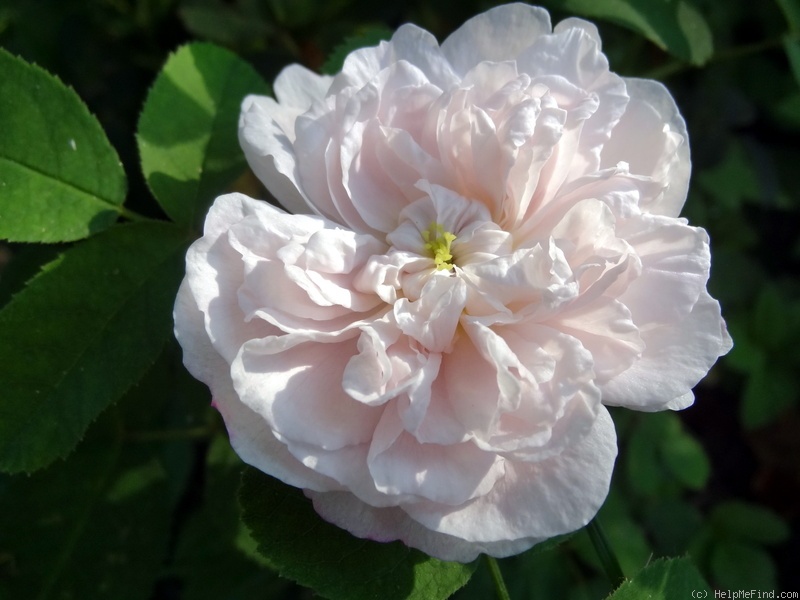 'Marie de Saint Jean' rose photo