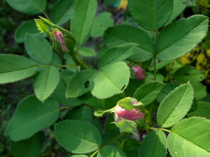 'Baroness Rothschild' rose photo