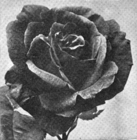 'Hoosier Beauty' rose photo