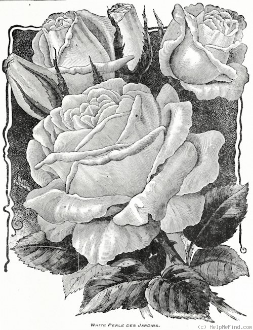 'White Perle des Jardins' rose photo