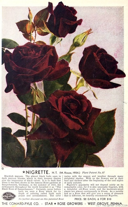 'Nigrette (Hybrid Tea, Krause, 1934)' rose photo