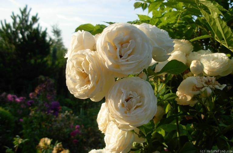 'Artemis ® (shrub, Evers/Tantau, 2004/09)' rose photo