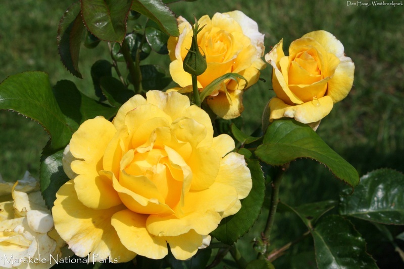 'Marakele ™' rose photo