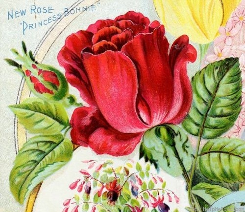 'Princess Bonnie' rose photo
