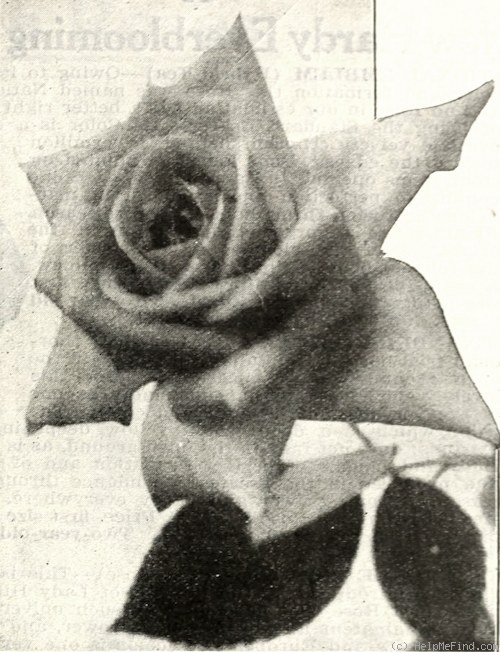 'Mrs. F. F. Thompson' rose photo