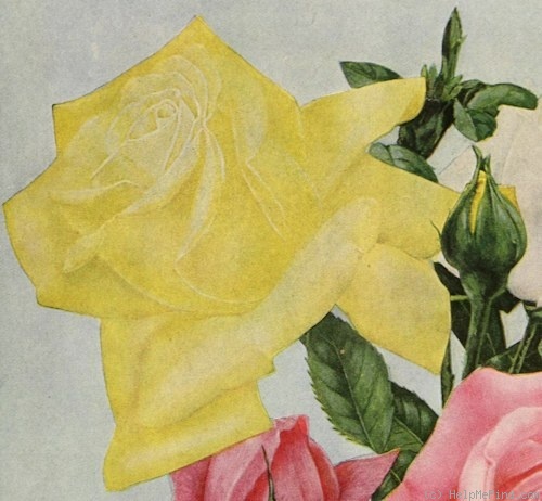 'Madame Jenny Gillemot' rose photo