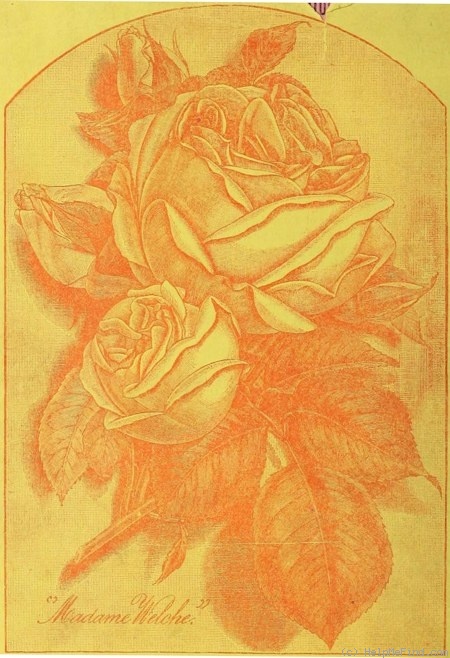 'Madame Welche' rose photo