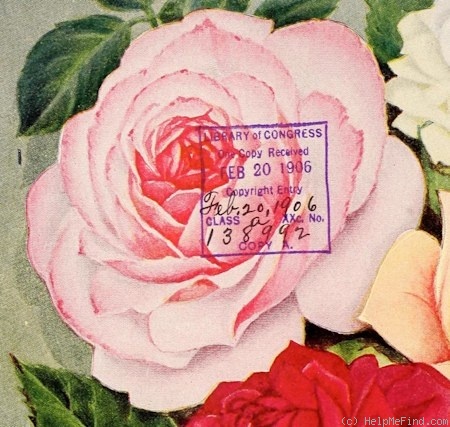 'Ideal (hybrid tea, Becker, 1903)' rose photo