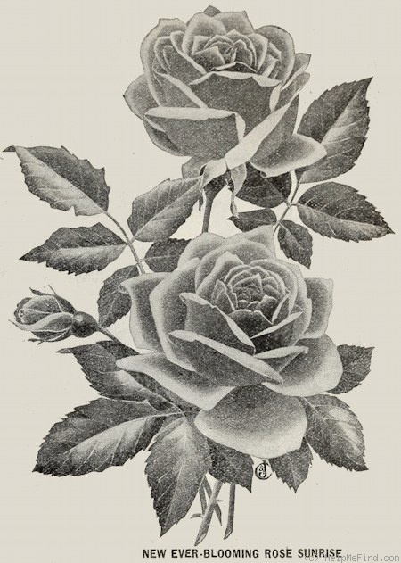 'Sunrise (tea, Piper, 1899)' rose photo