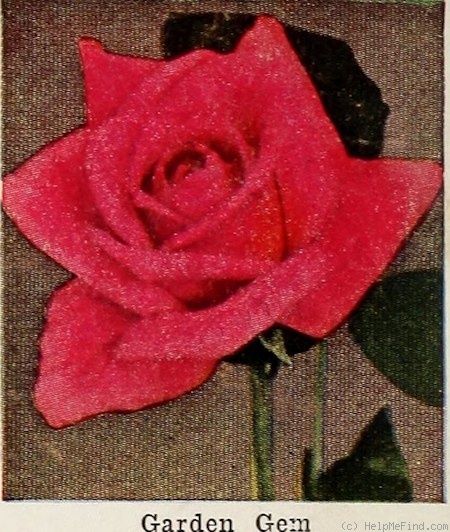 'Garden Gem' rose photo