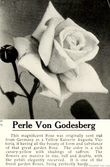 'Perle von Godesberg' rose photo