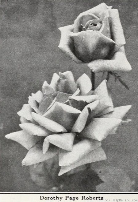 'Dorothy Page-Roberts' rose photo