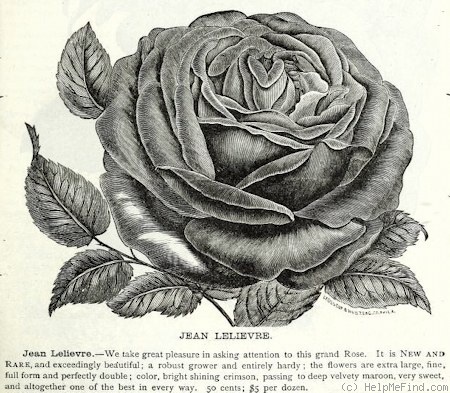 'Jean Lelièvre' rose photo