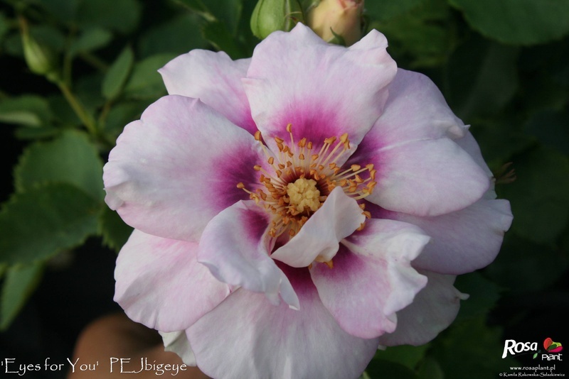 'Eyes for You ®' rose photo