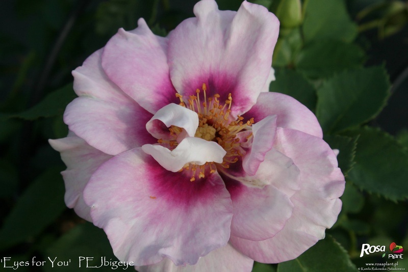 'Eyes for You ®' rose photo