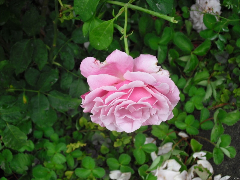 'Memorial Day ™' rose photo