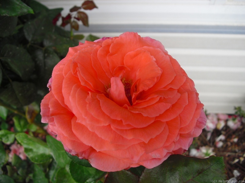 'Sweet Promise ™ (hybrid tea, Meilland 2007)' rose photo