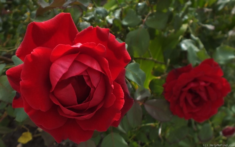 'Don Juan (large flowered climber, Malandrone 1958)' rose photo