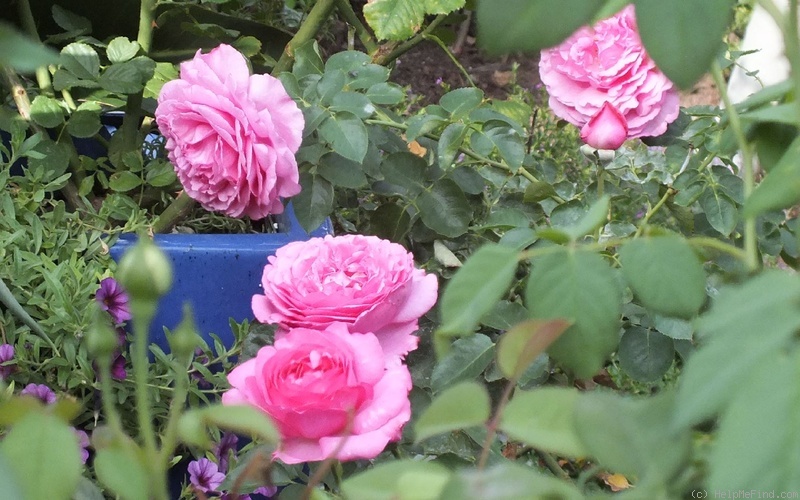 'Yves Piaget ®' rose photo