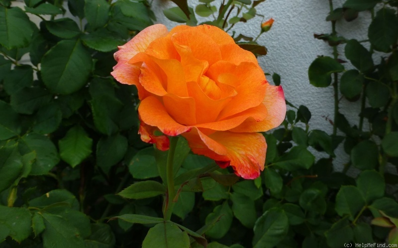 'Mardi Gras ™ (floribunda, Zary 2007)' rose photo