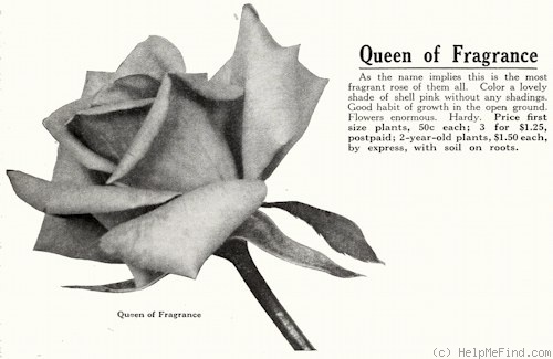 'Queen of Fragrance' rose photo