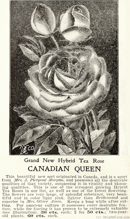 'Canadian Queen' rose photo