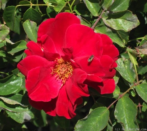 'Käthe Duvigneau' rose photo