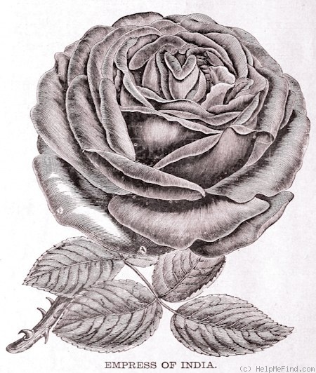 'Empress of India' rose photo