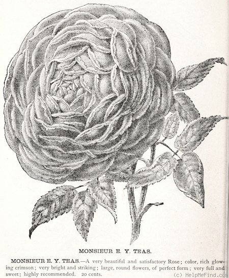 'Monsieur E.Y. Teas' rose photo