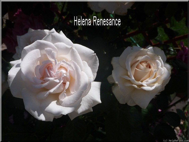 'Helena Renaissance' rose photo