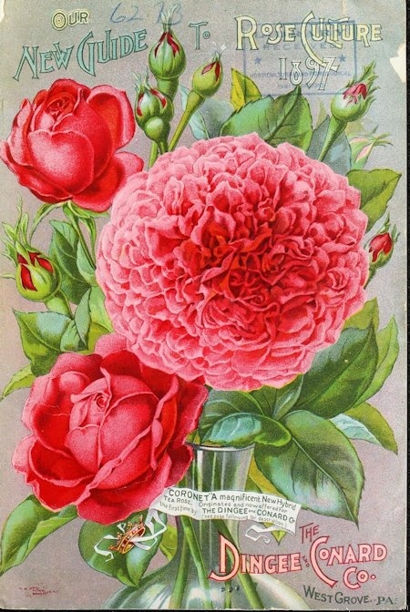 'Coronet (hybrid tea, Dingee & Conard, 1897)' rose photo