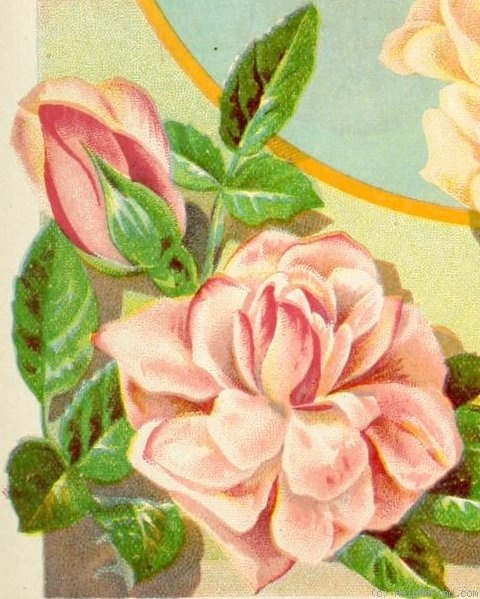 'Pearl Rivers' rose photo